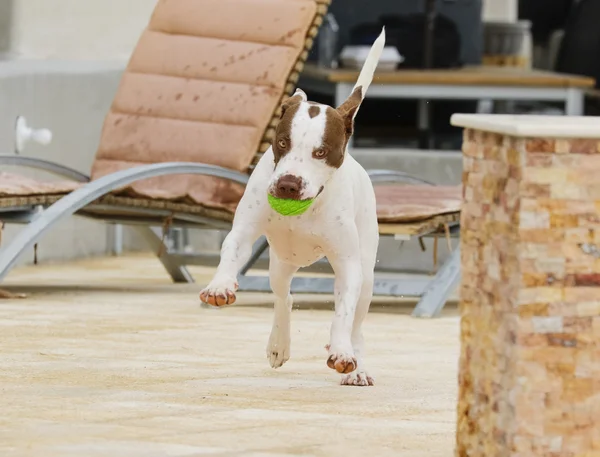 Cane che balla intorno alla piscina con una palla — Foto Stock