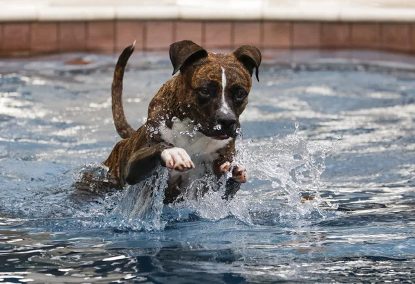 Собака в басейні стрибає — стокове фото