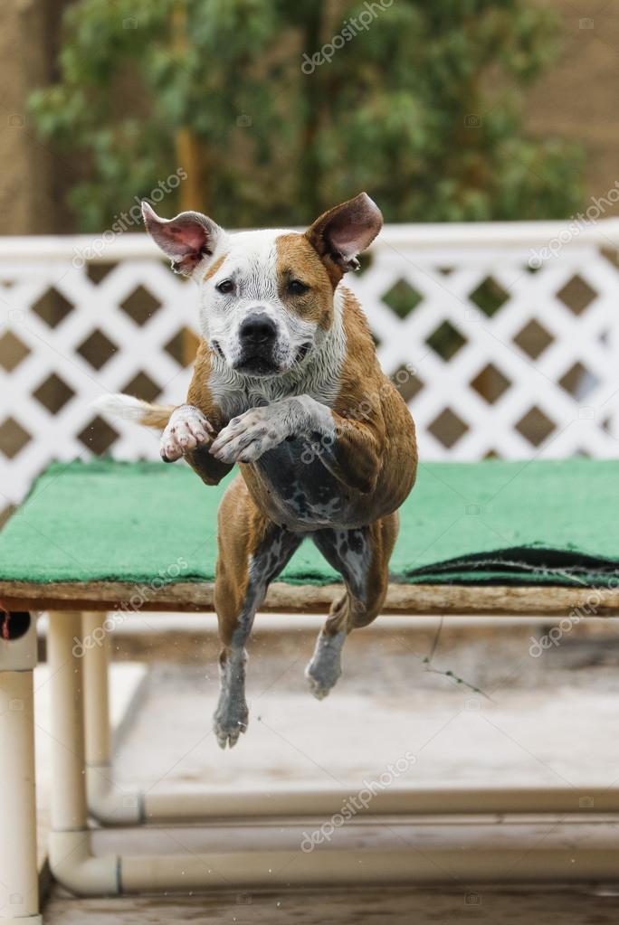 Dog jumping off the dock into the pool Stock Photo by ©feeferlump 79625338