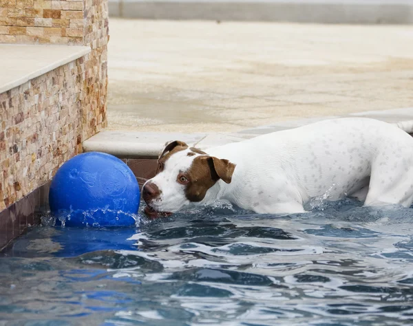 Perro en la piscina con una pelota — Foto de Stock