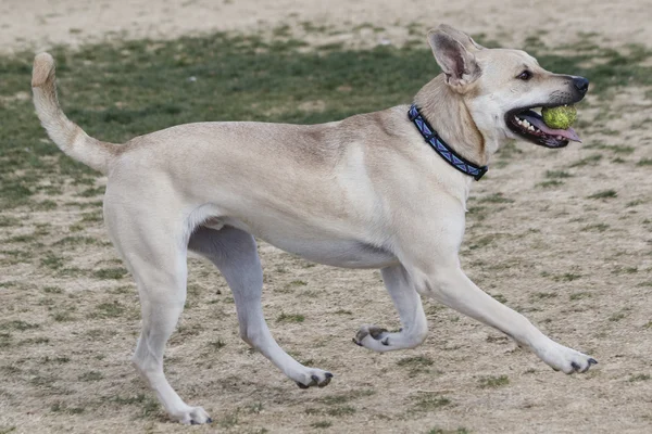 Dog running at the park with a ball — Stock Photo, Image