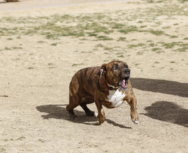 Hond blaffen in het park — Stockfoto