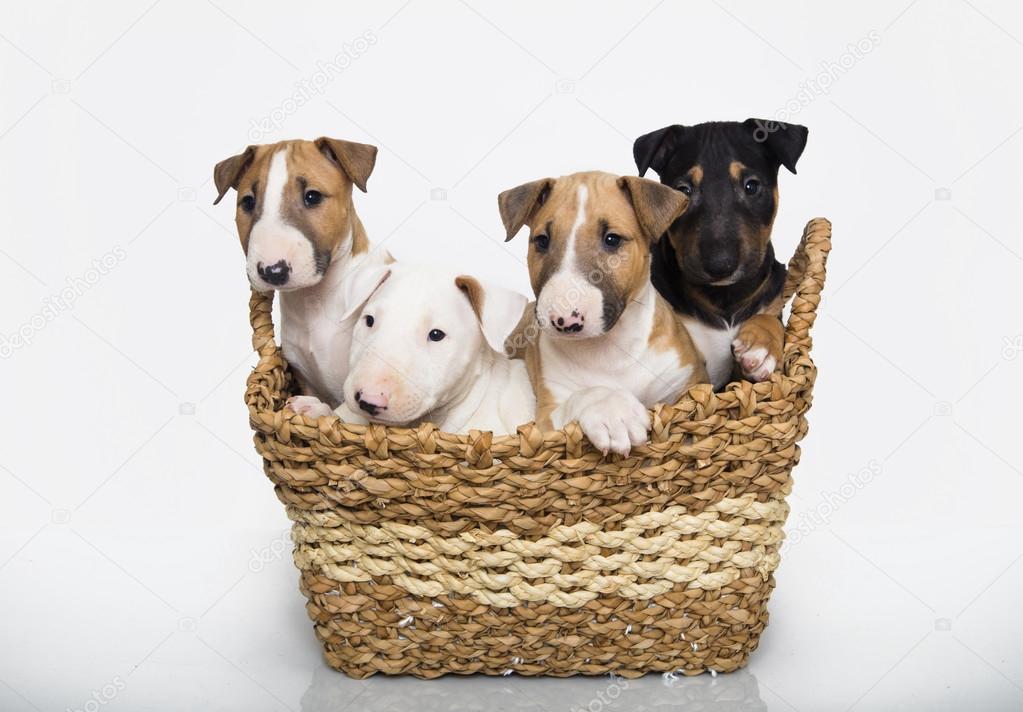 A variety of bull terrier puppies in a basket