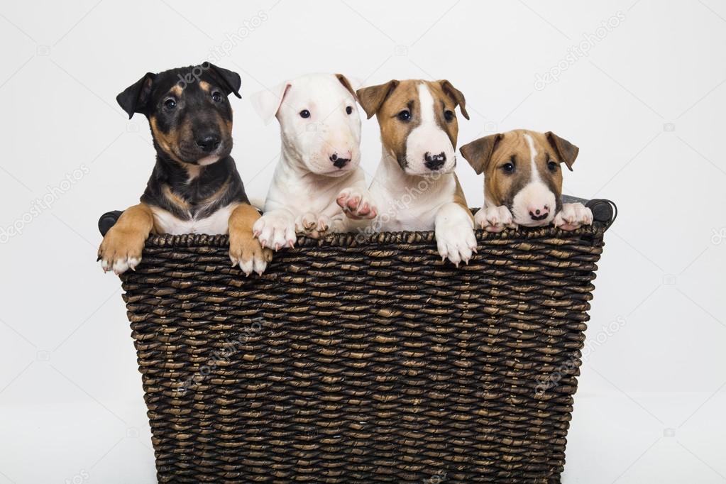 Bull terrier puppies in a basket