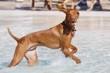 Havuzda komik bir yüz ile mutlu Vizsla