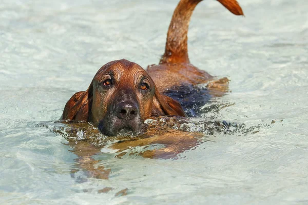 Bloodhound Basset Hound perro mixto nadando en la piscina — Foto de Stock