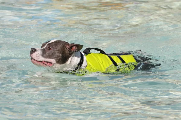 Pitbull nadando en un chaleco salvavidas — Foto de Stock