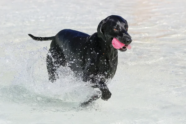 A black lab with a toy running through the water — Stock Photo, Image