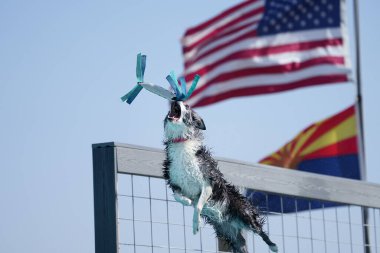 Avustralya çobanı havadayken arka planda bayraklarla rıhtımdan atlayan bir oyuncak yakalıyor.