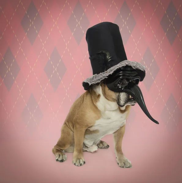 Perro en tonta máscara de bufón y sombrero de copa — Foto de Stock