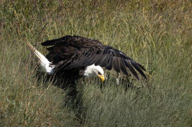 Kartal kanatlarını kaldırmış, otların arasında dikiliyordu.