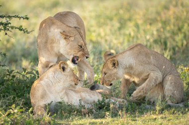İki genç aslan yavrusu bir dişi aslan tarafından çimenlerde yatarken azarlanıyor.
