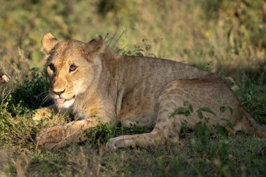 Aslan yavrusu sabahın erken saatlerinde yüzünde güneş parıldarken çimenlerde uzanıyor.