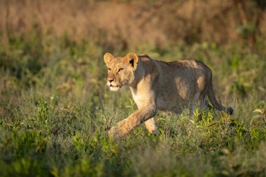 Dişi aslan güneşin doğuşunda çimlerde sinsice dolaşıp yemek arıyor.
