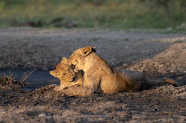 Genç dişi aslan ve bir yavru çamurda birlikte oynuyorlar.