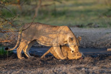Dişi aslan, mutsuz bir aslan yavrusunu yere çivileyerek disipline ediyor.