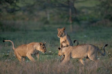 Bir aslan yavrusu oyun oynamak için arka ayaklarının üzerinde dururken diğer ikisi birbirinin etrafında dönüyor.