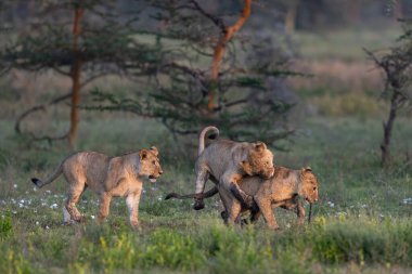 Çamurda oynayan üç genç aslan yavrusu şimdi çimenlerde güreşiyor.
