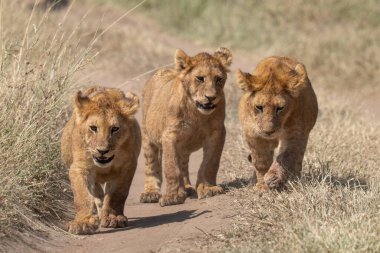 Üç aslan yavrusu çimlerin üzerinde kirli bir patikada yürüyorlar.