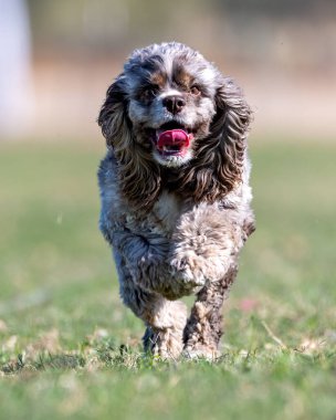 Cocker spaniel köpek hızlı kedi köpek spor müsabakasında yem kovalıyor.