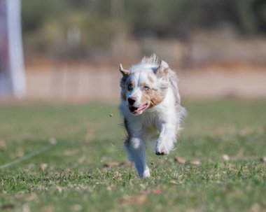 Köpek, çizginin yanındaki çimlerde hızlı kedi kursunda koşuyor.