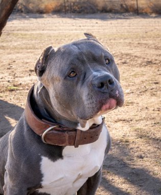 Parkta poz veren kabadayı bir köpeğin portresi.