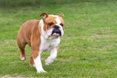 Parktaki çimlerde koşan Buldog 'un suratında huysuz bir ifade vardı.