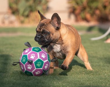Islak Fransız buldog yavrusu çimenlerde büyük bir köpek oyuncağıyla oynuyor.