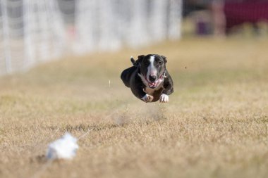 Eğlenceli hızlı kedi etkinliği sırasında Mini bull terrier yem hattında bir çuvalı kovalıyor.