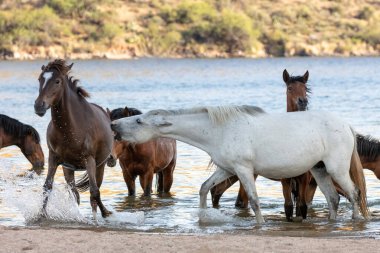 Salt River, AZ sahildeki sularda oynayan vahşi atlar.
