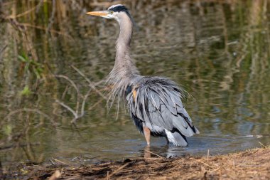 Büyük mavi balıkçıl, bir gölette duruyor. Tüylerini kabartarak suyu silkeliyor.