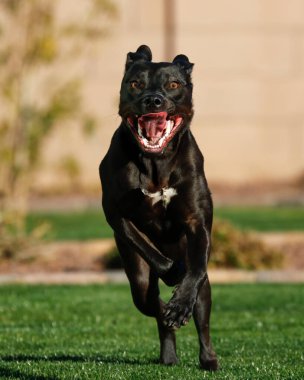 Siyah melez köpek, dili dışarıda çimenlerde koşuyor.