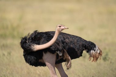 Afrika 'da bir tarlada duran ve arkasına bakan erkek devekuşu.