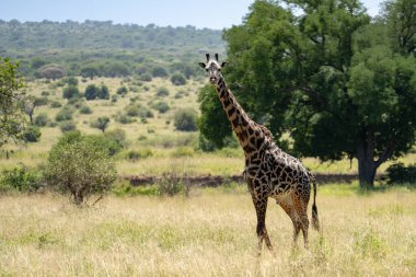 Tanzanya 'da zürafa, Afrika' da sabah bir çim tarlasında yiyecek arıyor.