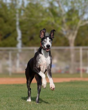 Büyük Danimarkalı köpek, kulaklarını dikmiş, parkta koşarken komik görünmesini sağlıyor.