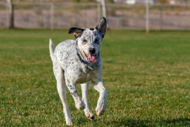 Sığır köpeği melez köpek. Parktaki çimlerde koşup oynuyorlar.
