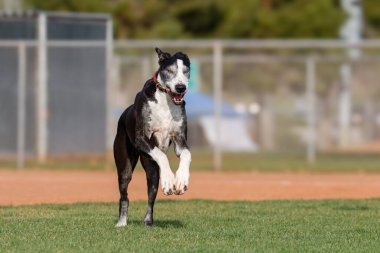 Büyük Danimarkalı yazın parkta oynuyor ve çimenlerde koşuyor.