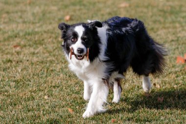 Siyah-beyaz Sınır Köpeği bir itaat etkinliği düzenliyor. Amirine bir makale taşıyor.