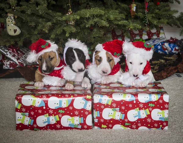 Cachorros Bull Terrier no Natal — Fotografia de Stock