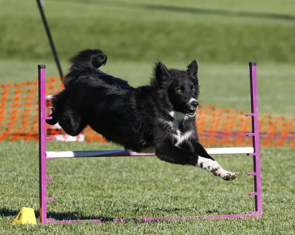 Border Collie going over a jump — Stock Photo, Image