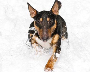 Bull Terrier karda yakın çekim