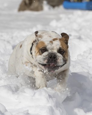 Karda oynarken bulldog, yakın çekim