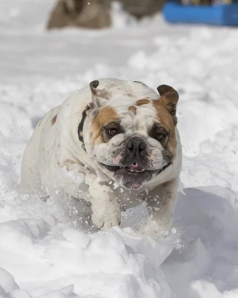 Close up of bulldog playing in the snow — Stock Photo, Image