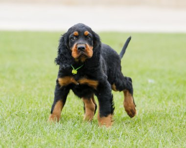 Gordon Setter yavrusu emin arıyorsunuz