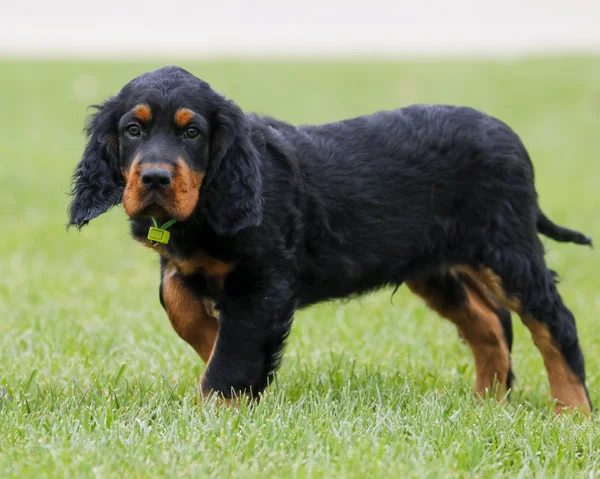 Gordon Setter yavrusu ayakta parkta