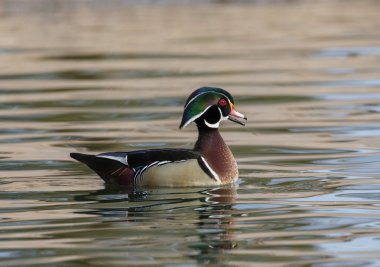 Ahşap ördek gagalı açık