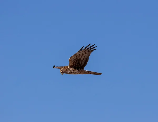 Caza de Harrier del norte femenino — Foto de Stock