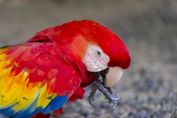 Papagaio vermelho Ara — Fotografia de Stock