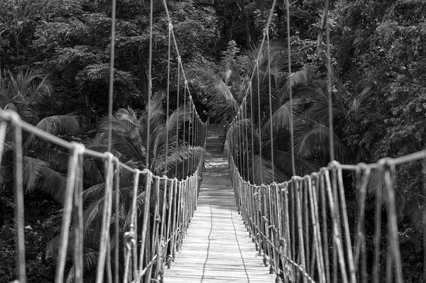 สะพานเชือกในป่า — ภาพถ่ายสต็อก