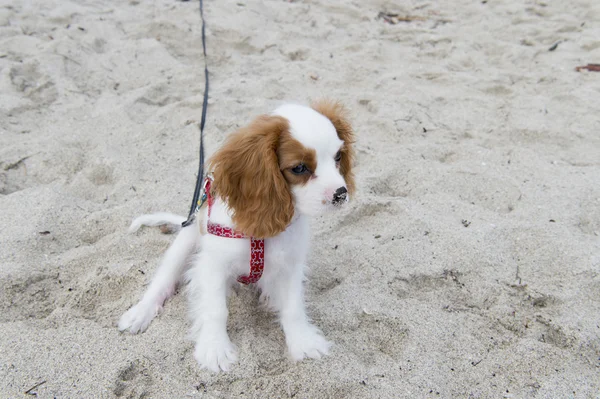 Kum üzerinde küçük sevimli köpek yavrusu — Stok fotoğraf